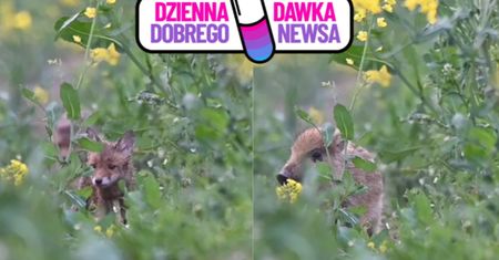 "Banda łapserdaków" w rzepaku. "Lokalny szeryf" szybko zrobił porządek