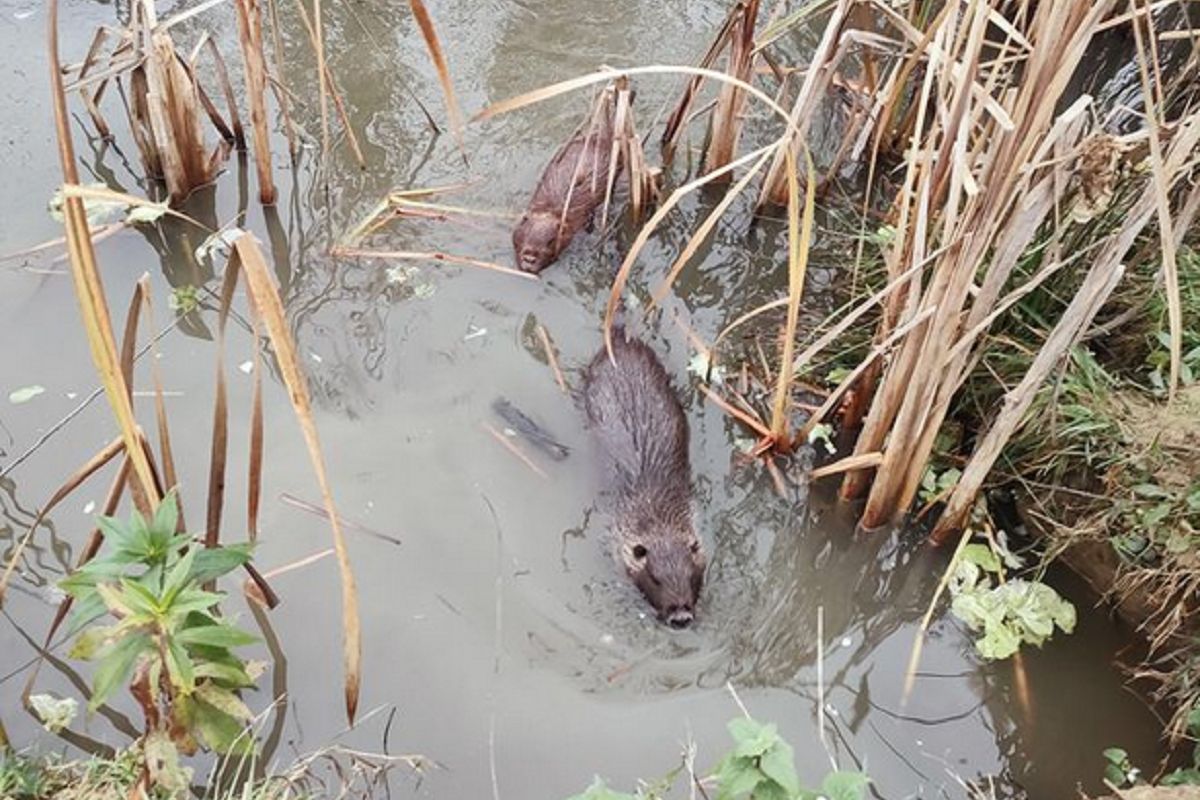 Kraków walczy z plagą. Miasto zapłaci 2,5 tys. zł