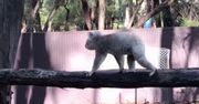 Skok misia koala. Zoo w Australii nagrało wyjątkowe zachowanie zwierzęcia