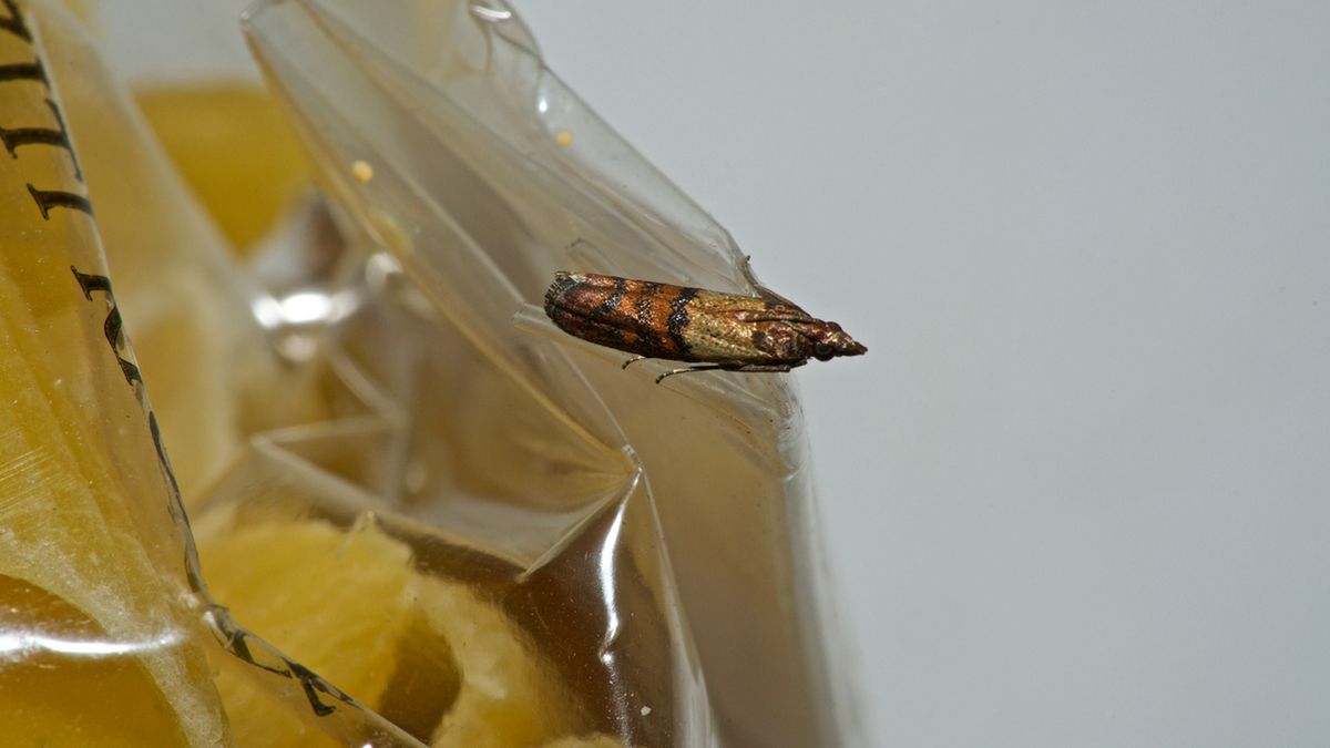 Mole spożywcze mogą być źródłem bakterii i grzybów.