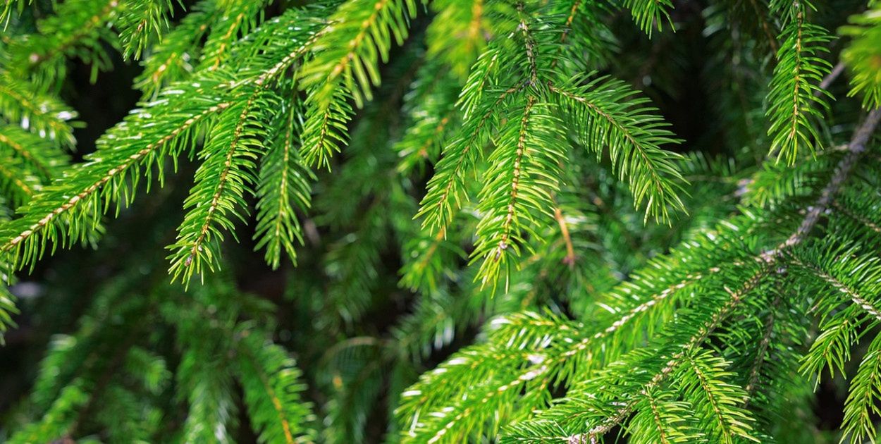 Przewozisz choinkę? Zrób to dobrze, inaczej zapłacisz mandat