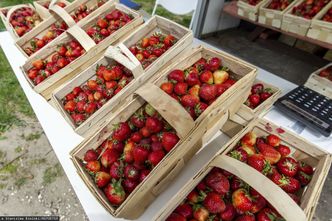 Polscy plantatorzy truskawek w potrzasku. To może być niezwykle tani sezon