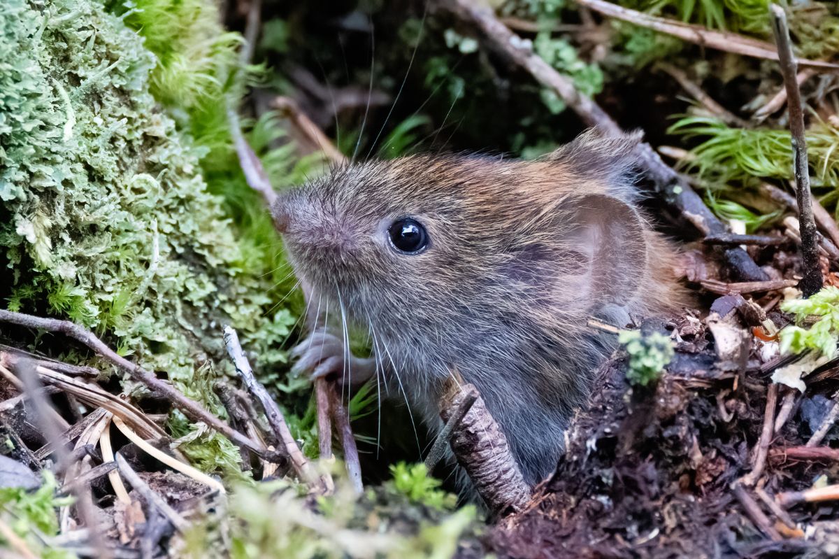 Simple, humane solutions to rid your garden of voles