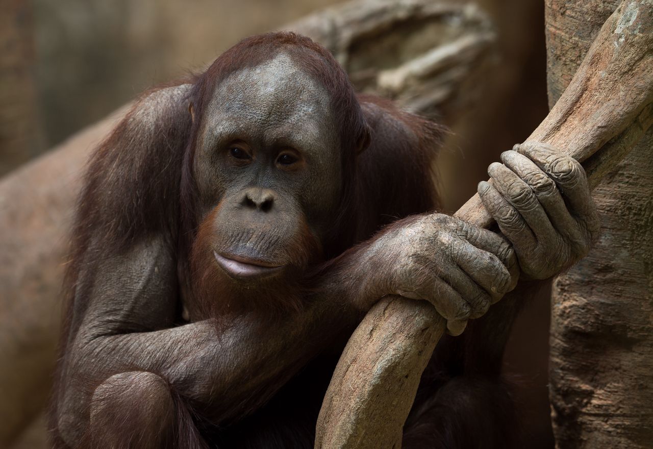 Zrozumieć mowę zwierząt. AI bada, jak rozmawiają orangutany