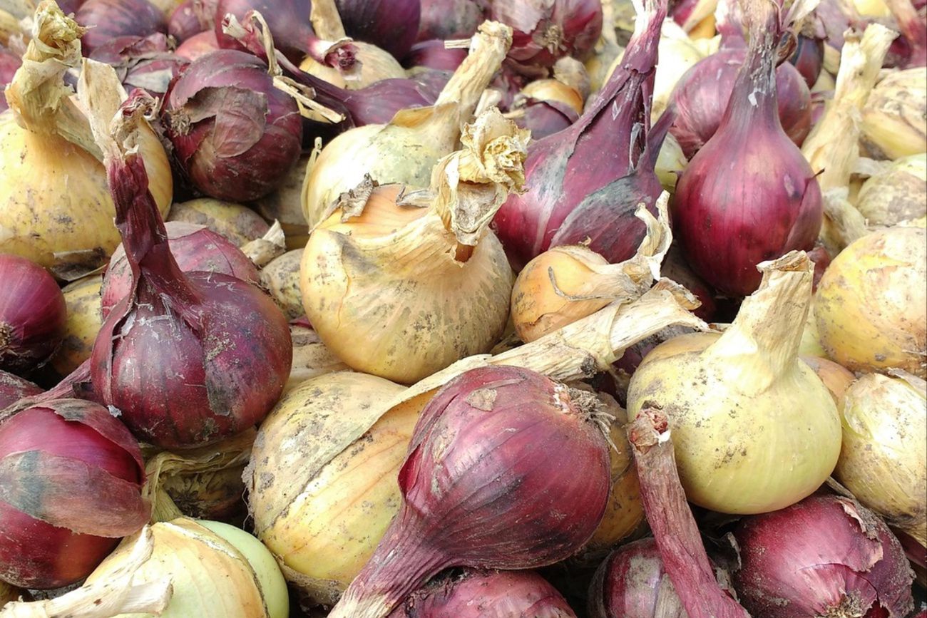 Polska wydała 155 mln zł na cebulę. Skąd pochodzi?