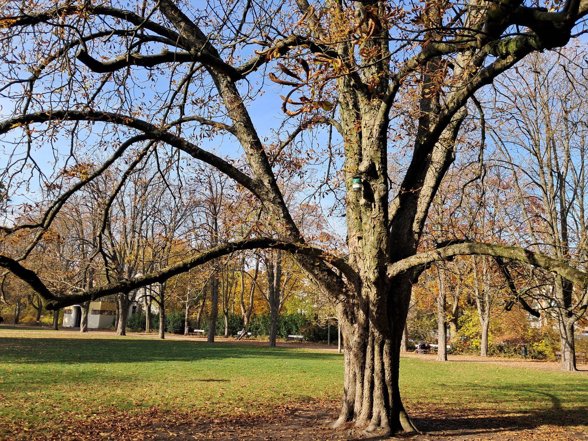 Park Dreszera w Warszawie zachwyca jesienią
