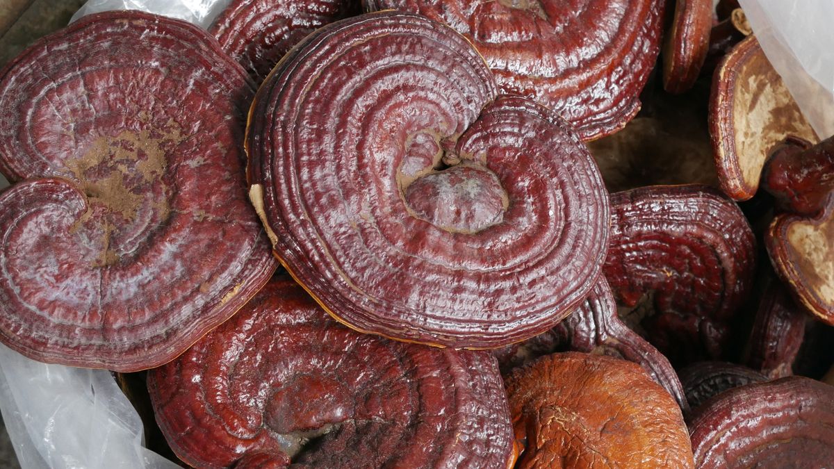 Znasz te grzyby? Są jednym z najzdrowszych superfood