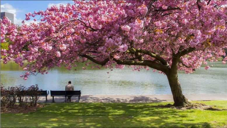 Wybraliśmy zwycięzcę konkursu fotograficznego "Moje miasto się zieleni"! 1