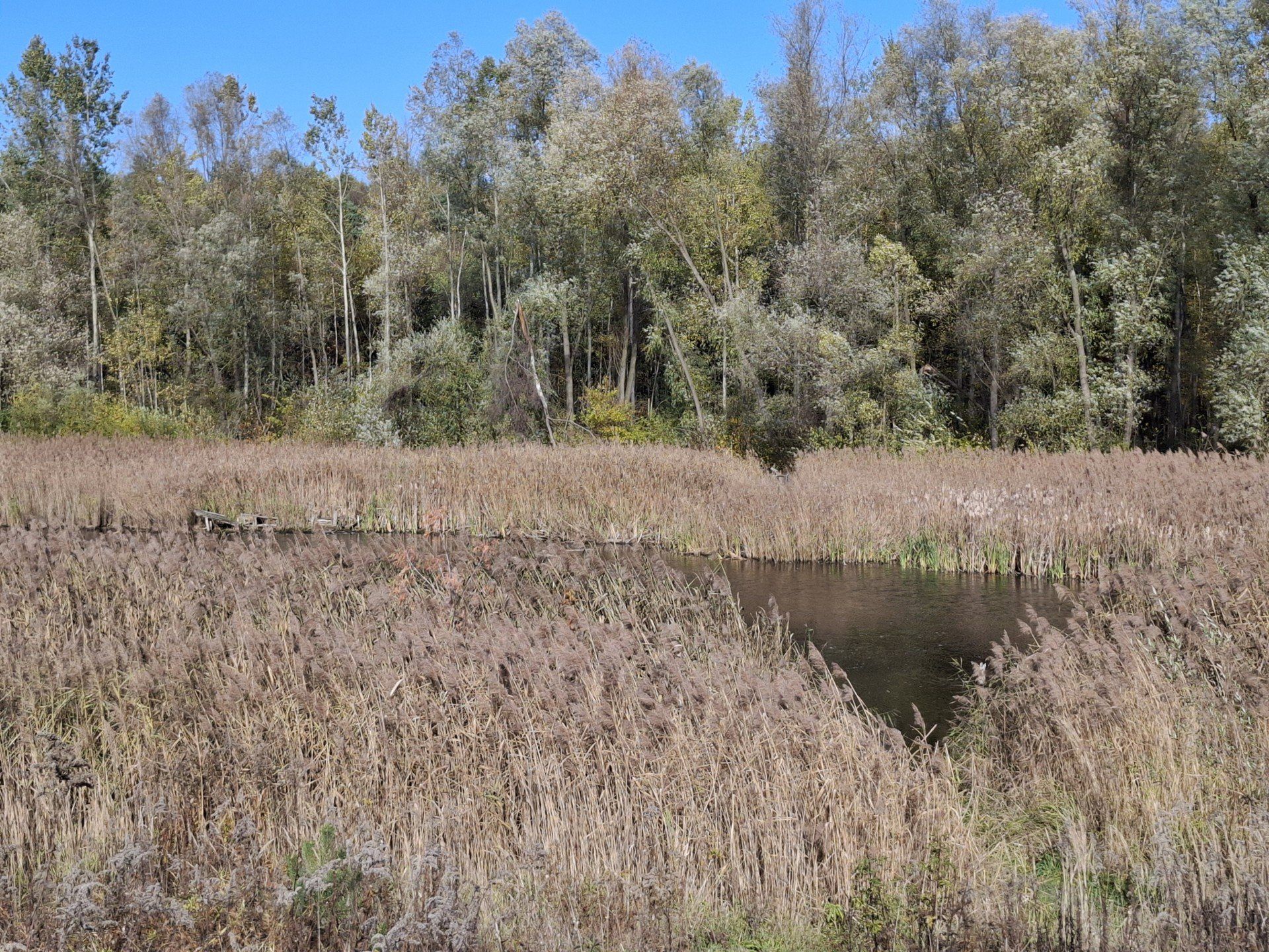 Las Zagórski w jesiennej oprawie