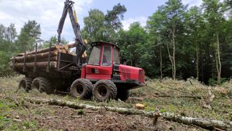 Wywóz drewna z Polski. Mają świeże informacje. "Kilkaset firm"