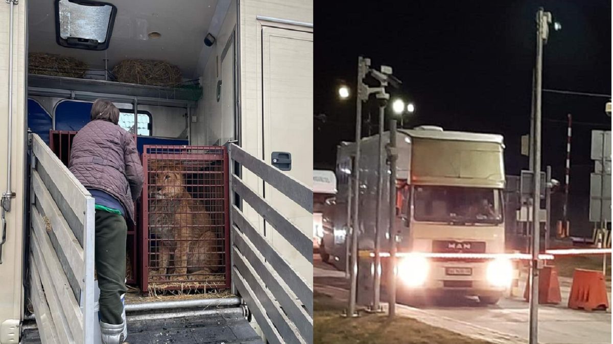 Dzikie zwierzęta z Kijowa trafią do Zoo w Poznaniu