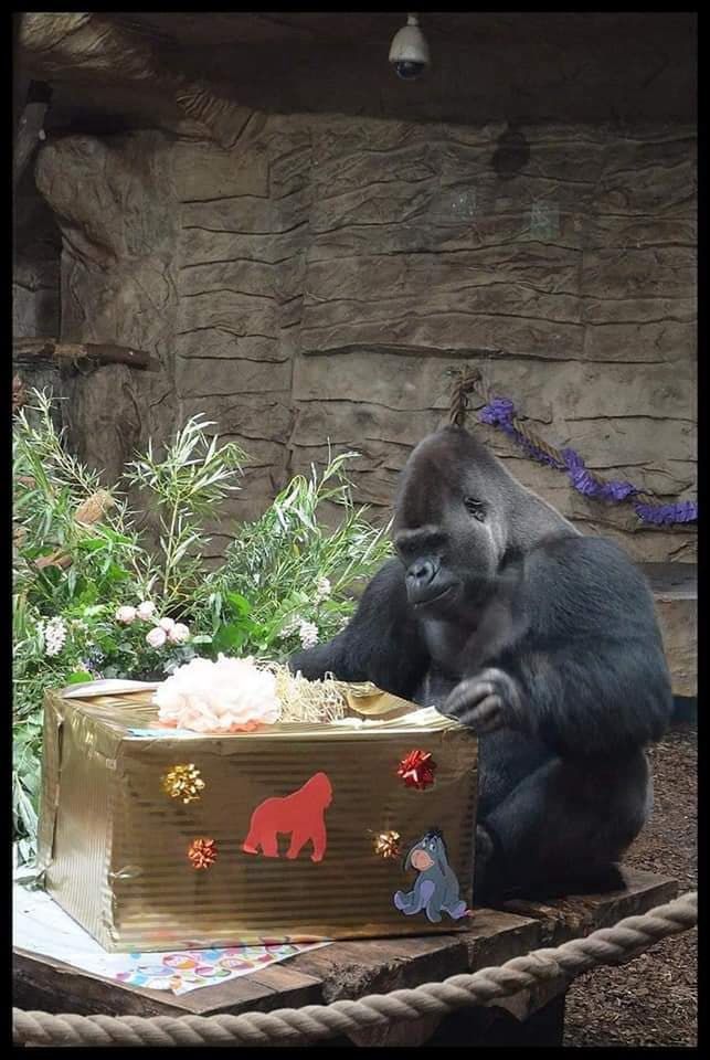 Warszawskie Zoo organizuje świąteczną zbiórkę