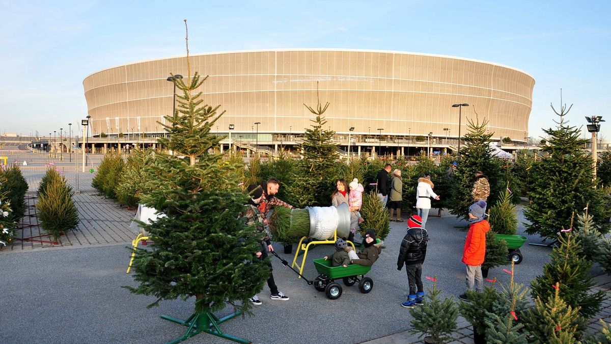 choinka choinkowy las