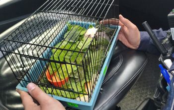 Z torby dobiegły odgłosy chrobotu. Zaskakujący finał przeszukania