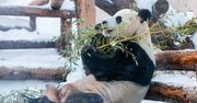 Majestatyczna panda na zdjęciach. Fotografie uchwycono w zoo