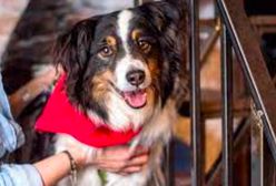 Warszawa. Przewietrz szafę dla psiaków z Palucha. Ubrania uczynią coś dobrego