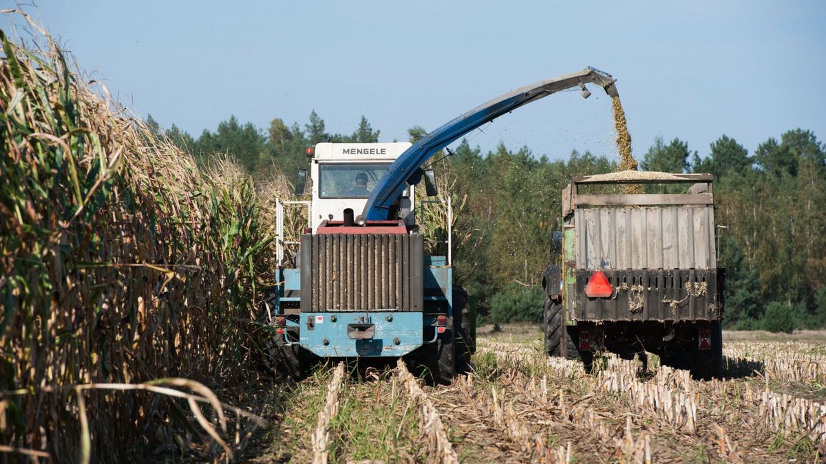 Ceny kukurydzy są "absurdalnie niskie" zdaniem Janusza Piechocińskiego 