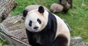 Panda wielka. Niedźwiedź bambusowy obchodzi swoje święto