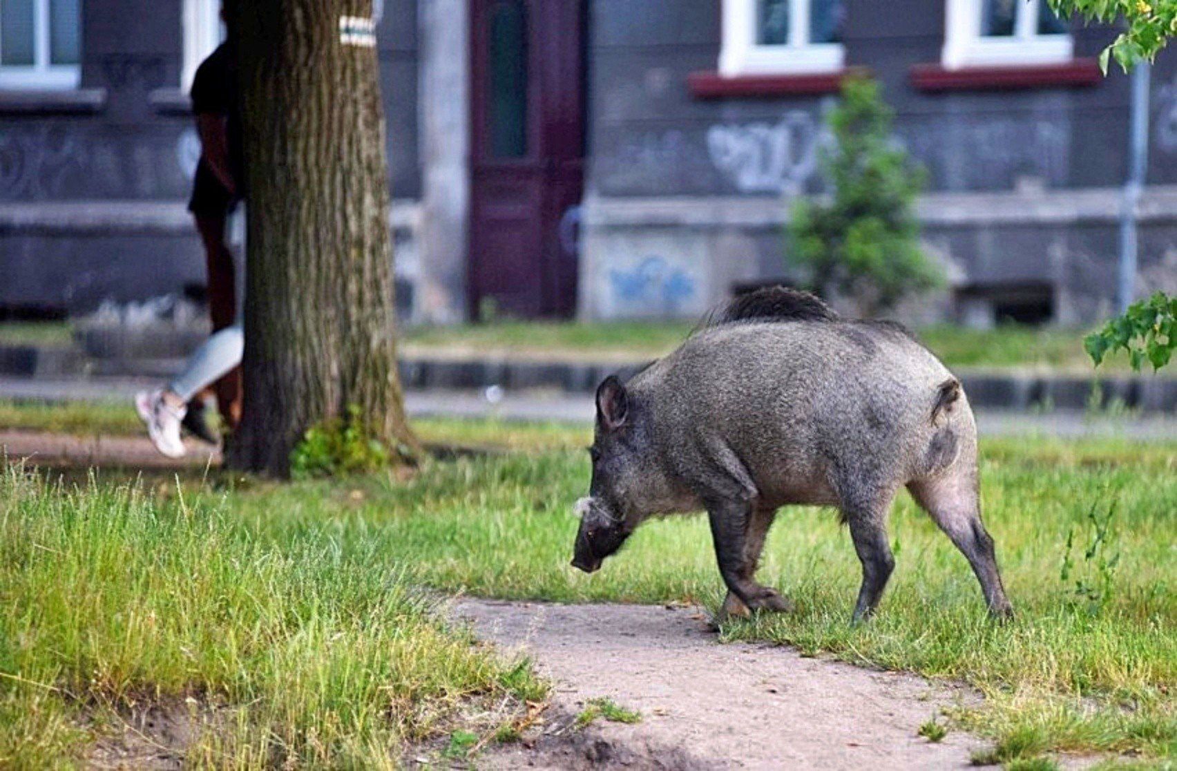 Dziki można coraz częściej spotkać w miastach.