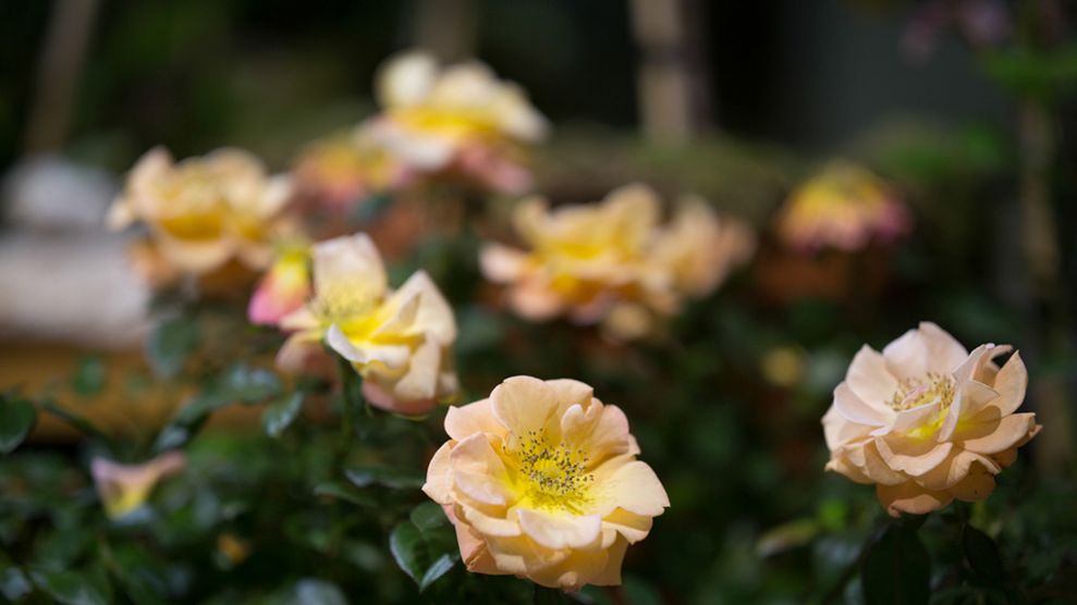 Zeiss Otus 85mm f/1.4 - zdjęcia przykładowe 1