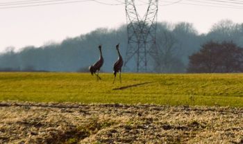 Sławno: Wspaniałe widoki w okolicy Bobrowiczek. Ptaki symbolizujące wierność, mądrość