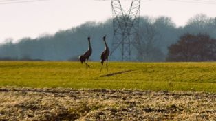 Sławno: Wspaniałe widoki w okolicy Bobrowiczek. Ptaki symbolizujące wierność, mądrość