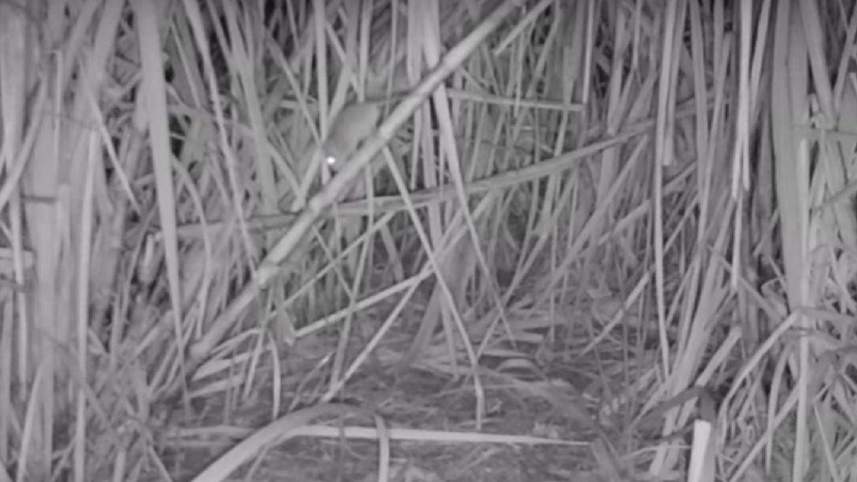 Szczury zjadają trzcinę cukrową.