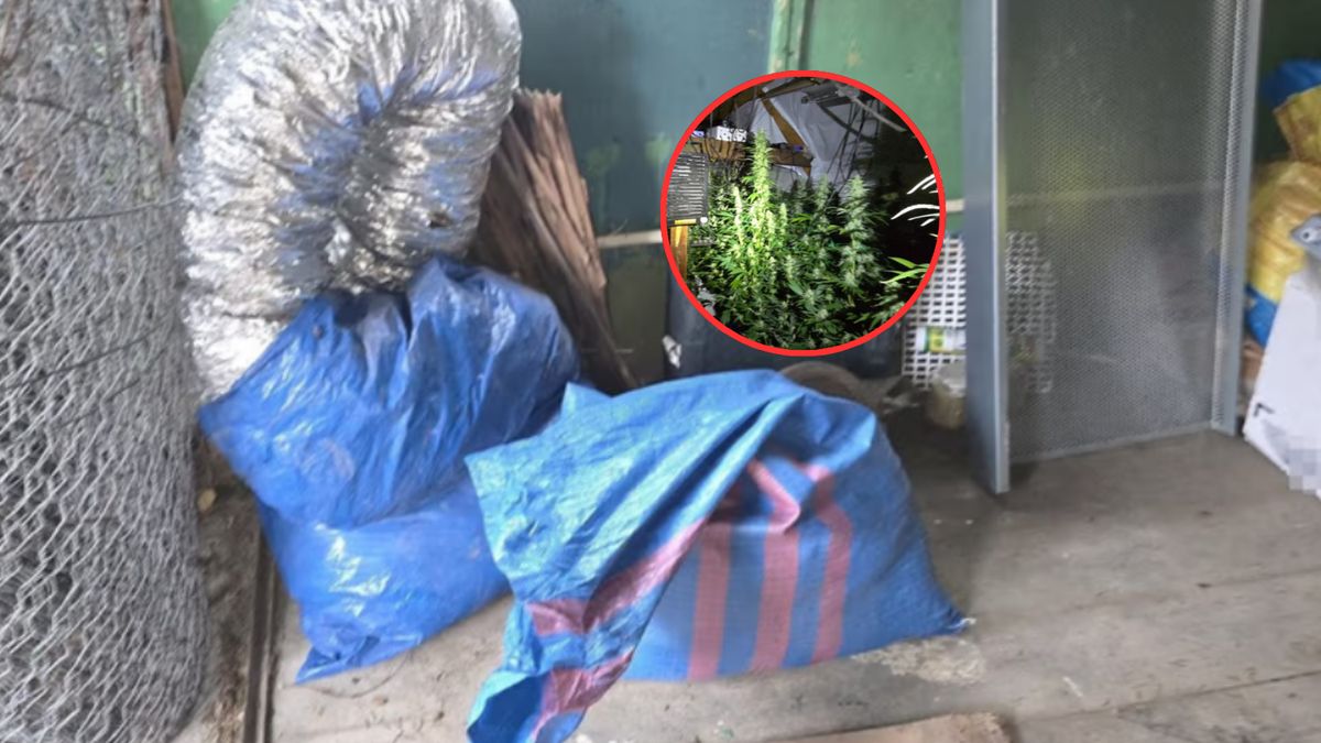  W domu 77-letniej Rosjanki odkryto plantację marihuany