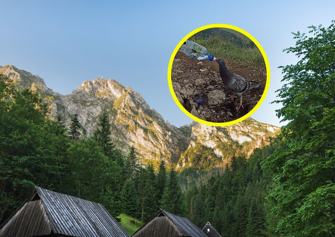 Mały gołąb został spotkany na szlaku 