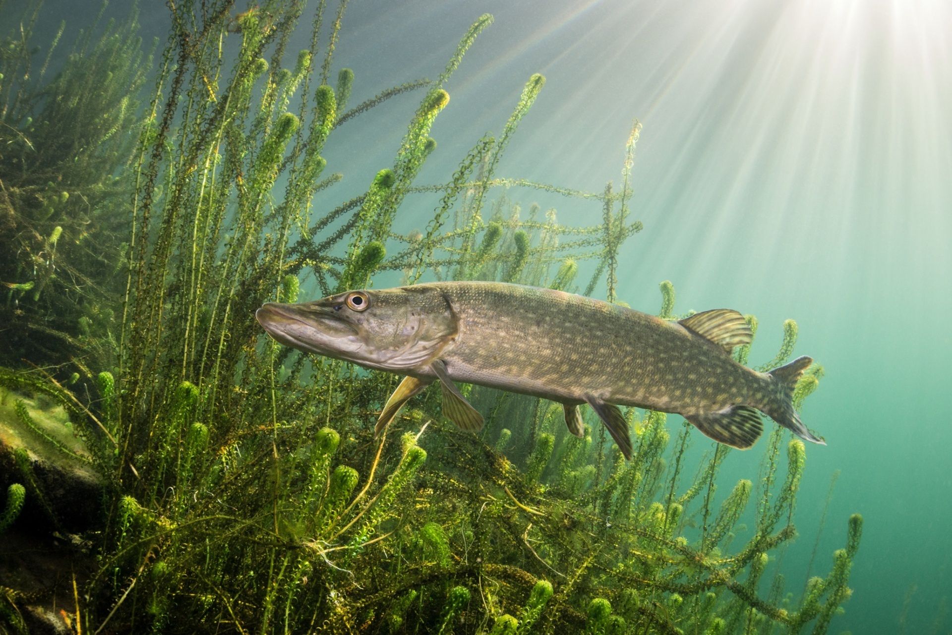 Underwater Photographer of the Year 2015 - najlepsze fotografie wykonane pod wodą 12