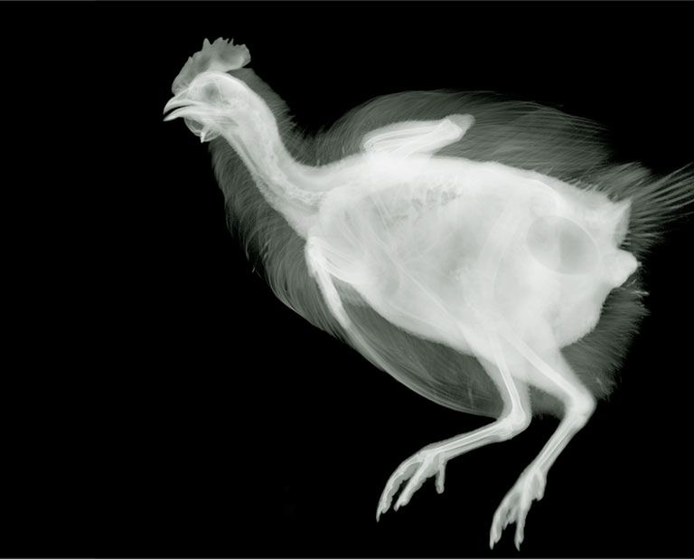 Nick Veasey - mistrz aparatu...rentgenowskiego 3