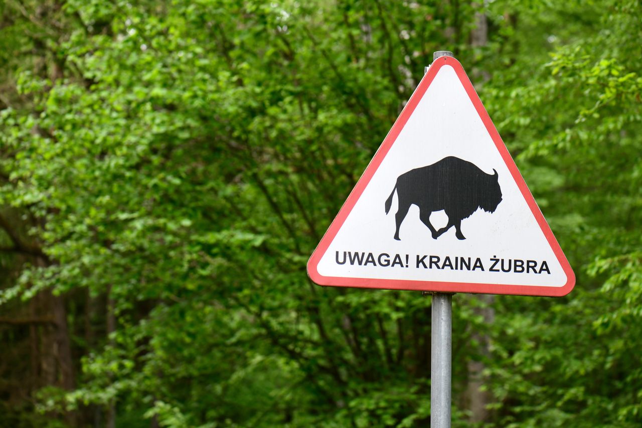 Puszcza Białowieska znalazła się na Liście Światowego Dziedzictwa UNESCO