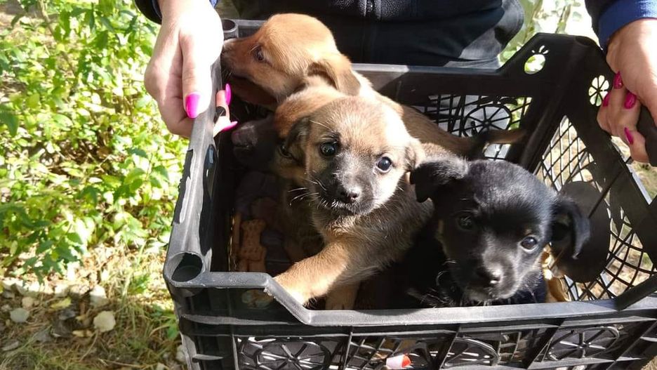 Na lotnisku w Pile znaleziono cztery szczeniaki
