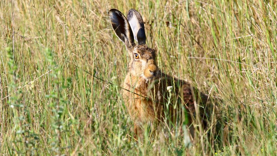 Zające zimą szczególnie chętnie wchodzą do ogrodów