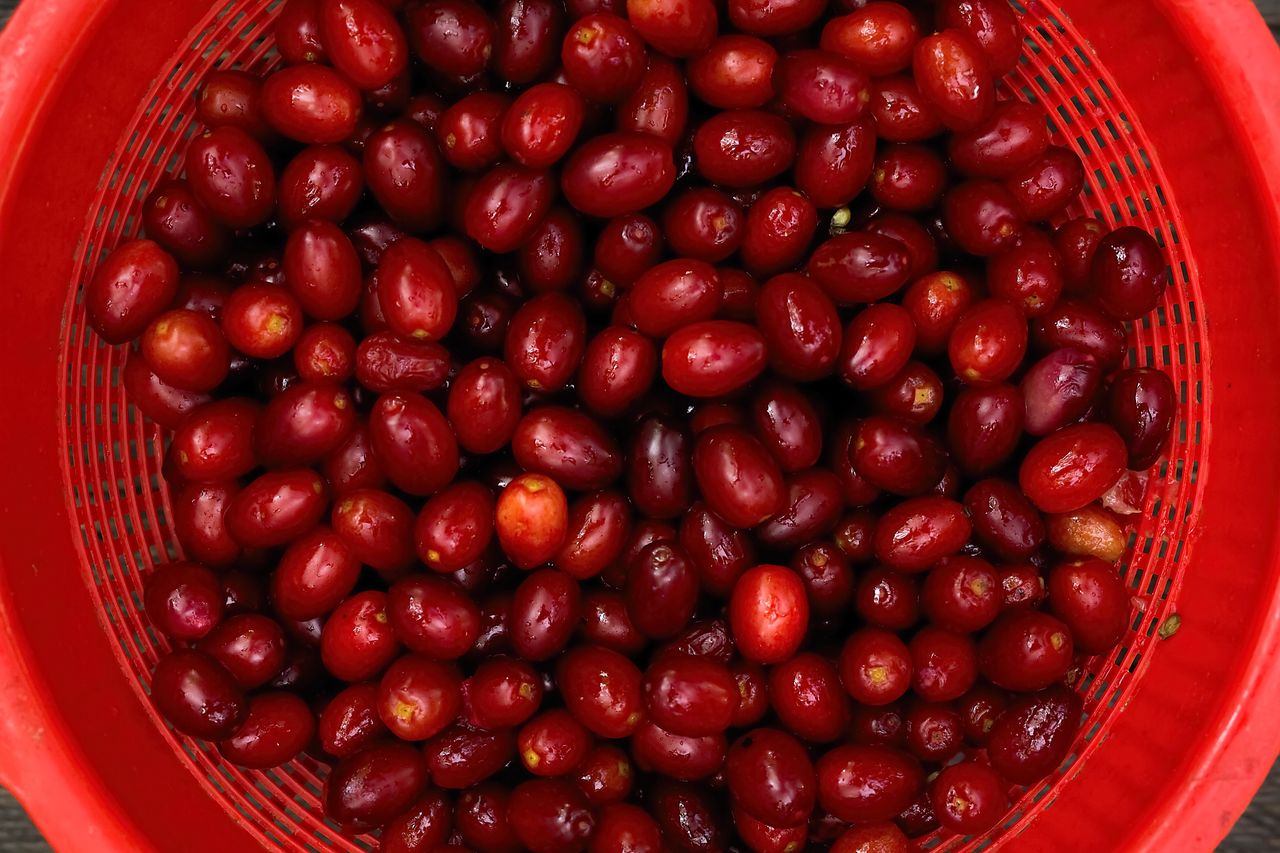 To prawdziwa bomba witaminowa. Tak przygotujesz sok z derenia