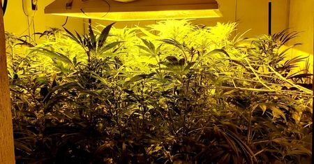 Mazowieckie. Policja zlikwidowała plantację konopi. Znaleźli ponad 160 krzaków [ZDJĘCIA]