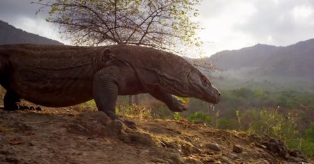 Dlaczego BBC Planeta Ziemia II to najlepszy film przyrody na świecie? Wszystko przez technologię i stabilizację obrazu