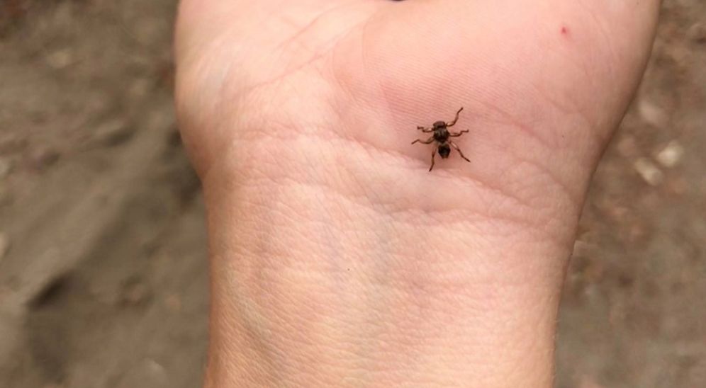 Ich ugryzienia mogą być bardzo bolesne. "Latające kleszcze" atakują chmarami