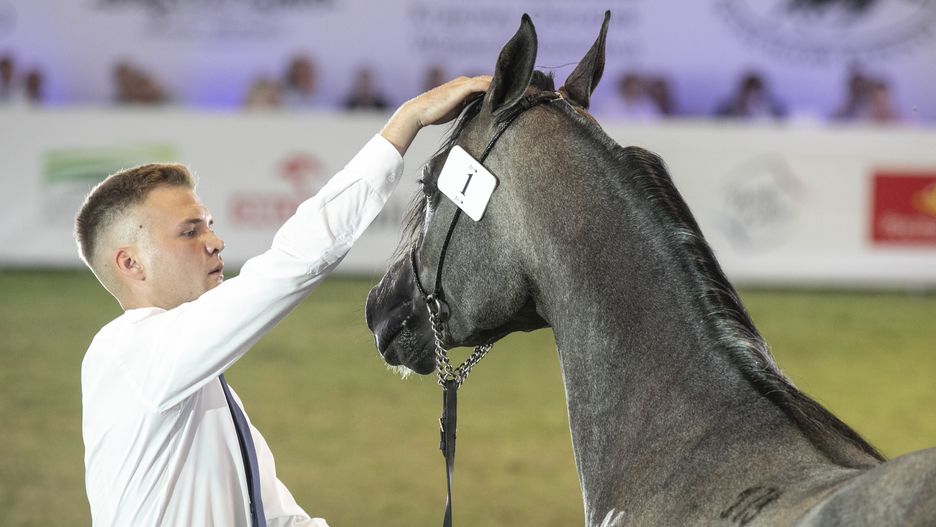 Stadnina w Janowie Podlaskim. Problemy finansowe