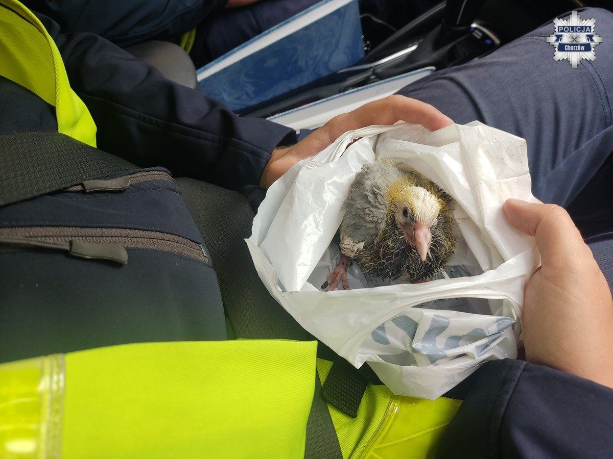 Nietypowa interwencja policjantów zatrzymali ruch, by uratować małego gołębia
