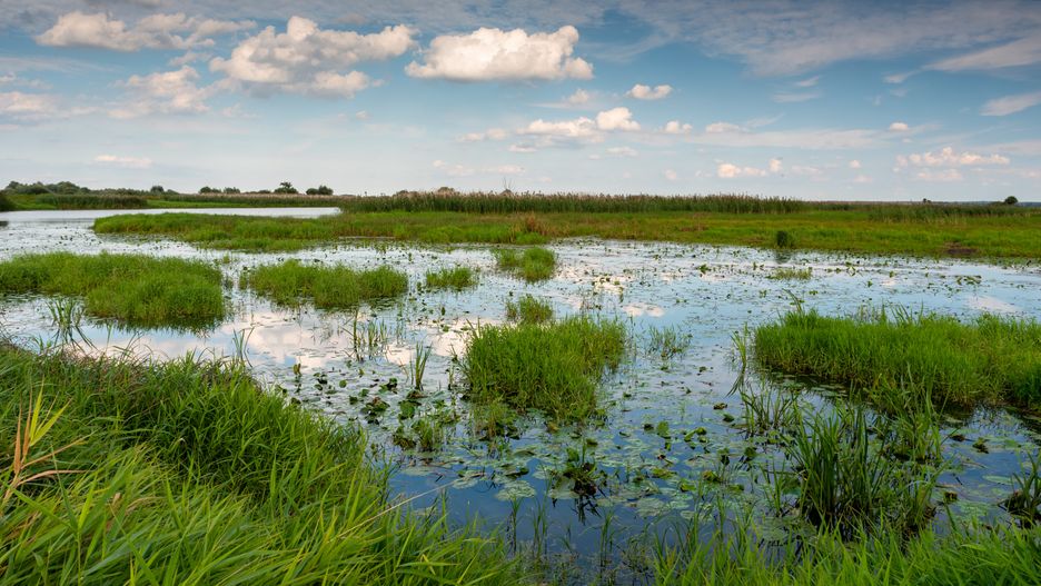 Na terenie Parku Narodowego Ujście Warty żyją rzadkie gatunki ptaków