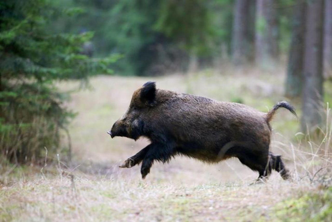 Nowe ognisko ASF w Lubelskiem. Trzecie w tym roku