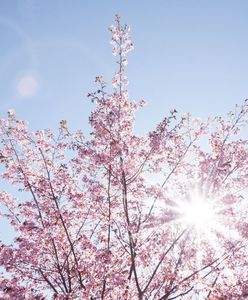 Pierwszy dzień wiosny. Kiedy wypada? Wiosna astronomiczna i kalendarzowa - to samo?