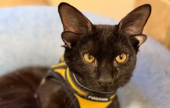 Wyróżnia go jedna rzecz. Kot Zgredek czeka na adopcję