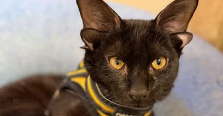 Wyróżnia go jedna rzecz. Kot Zgredek czeka na adopcję