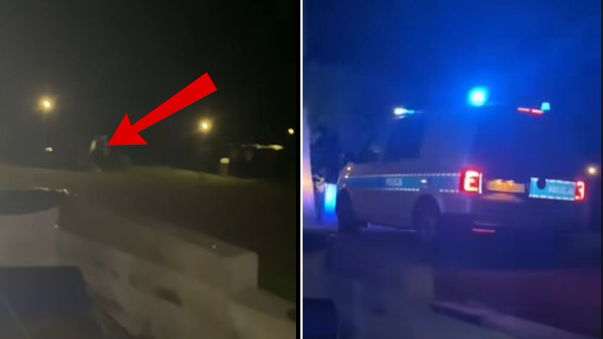 Niedźwiedzica z dwójką młodych plądrują śmietniki w Zakopanem.