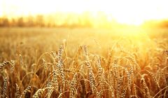 Bardzo dobre zbiory zbóż na świecie obniżają ceny na rynku. Trudno będzie liczyć na wzrost cen