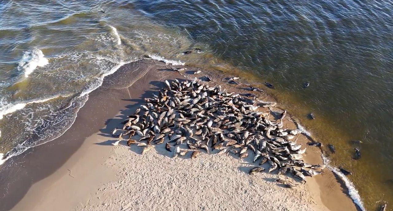 O tej porze roku to zaskoczenie. Niezwykły film z polskiej plaży