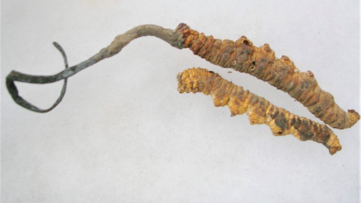 Grzyb jest wart fortunę 