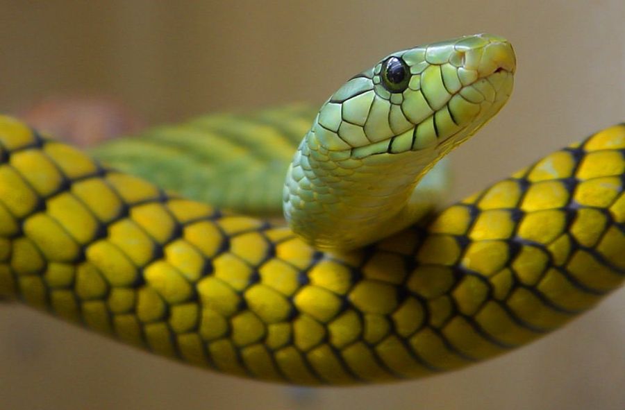 Kobieta znalazła węża w selerze naciowym